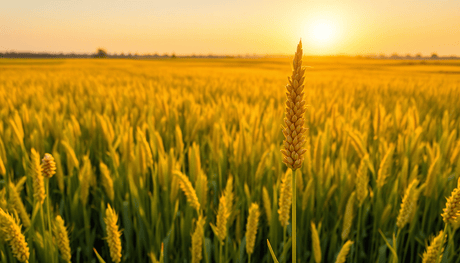 Unleash the Power of Millets: A Nutritional Powerhouse for Your Health - Nourify